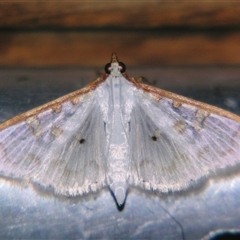 Unverified Pyralid or Snout Moth (Pyralidae & Crambidae) at Wooroonooran, QLD - 22 Oct 2008 by PJH123