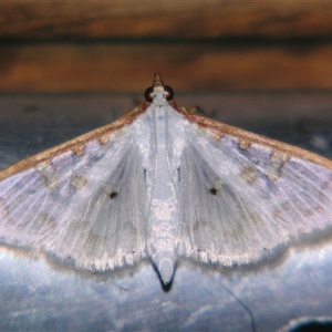 Unverified Pyralid or Snout Moth (Pyralidae & Crambidae) at Wooroonooran, QLD - 22 Oct 2008 by PJH123