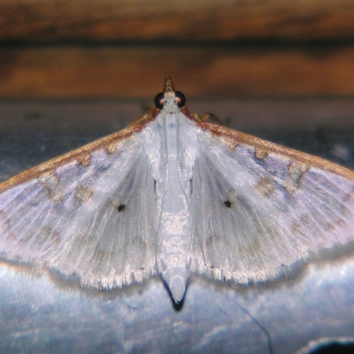 Unverified Pyralid or Snout Moth (Pyralidae & Crambidae) at Wooroonooran, QLD - 22 Oct 2008 by PJH123