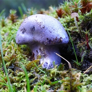 Unverified Fungus at Neika, TAS - Today by VanessaC