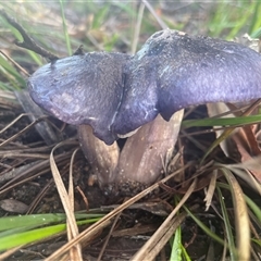 Unverified Cap on a stem; gills below cap [mushrooms or mushroom-like] at Eden, NSW - 24 Apr 2025 by Clarel
