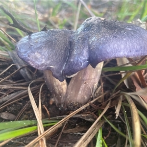 Unverified Cap on a stem; gills below cap [mushrooms or mushroom-like] at Eden, NSW - 24 Apr 2025 by Clarel