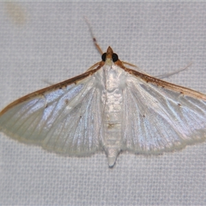 Unverified Pyralid or Snout Moth (Pyralidae & Crambidae) at Wooroonooran, QLD - 22 Oct 2008 by PJH123