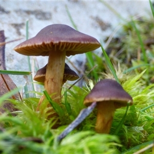 Unverified Cap on a stem; gills below cap [mushrooms or mushroom-like] at Neika, TAS - Today by VanessaC