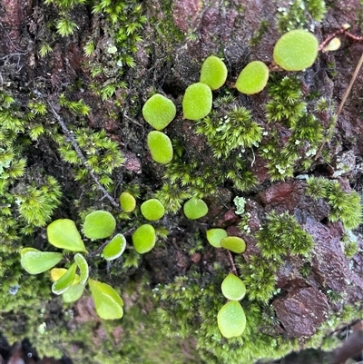 Pyrrosia rupestris (Rock Felt Fern) at Mirador, NSW - 24 Apr 2025 by Clarel