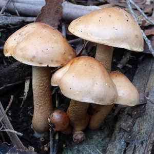 Unverified Cap on a stem; gills below cap [mushrooms or mushroom-like] at Neika, TAS - Today by VanessaC