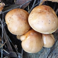 zz agaric (stem; gills not white/cream) at Neika, TAS - 2 May 2025 02:40 PM
