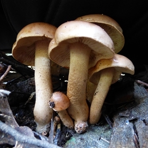 zz agaric (stem; gills not white/cream) at Neika, TAS - 2 May 2025 02:40 PM