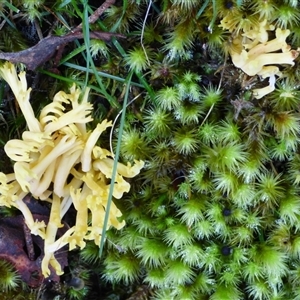 Unverified Coralloid fungus, markedly branched at Neika, TAS - Today by VanessaC