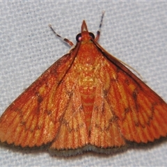 Paliga ignealis (A Pyralid moth (Pyraustinae) at Wooroonooran, QLD - 22 Oct 2008 by PJH123