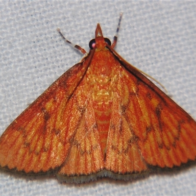 Paliga ignealis (A Pyralid moth (Pyraustinae) at Wooroonooran, QLD - 22 Oct 2008 by PJH123