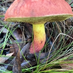 Boletellus obscurecoccineus (Rhubarb Bolete) at Mirador, NSW - 24 Apr 2025 by Clarel