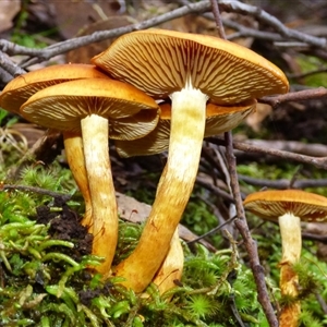 Unverified Cap on a stem; gills below cap [mushrooms or mushroom-like] at Neika, TAS - Today by VanessaC