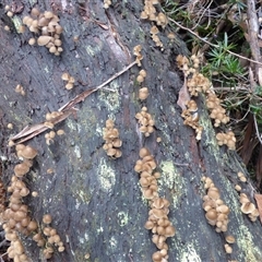 Mycena sp. (Mycena) at Wellington Park, TAS - 2 May 2025 by VanessaC