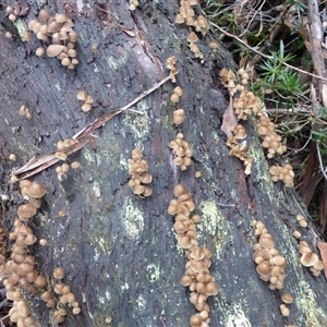 Unverified Cap on a stem; gills below cap [mushrooms or mushroom-like] at Wellington Park, TAS - Today by VanessaC