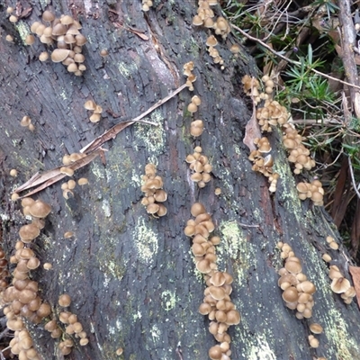 Mycena sp. (Mycena) at Wellington Park, TAS - 2 May 2025 by VanessaC