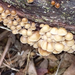 Mycena sp. at Wellington Park, TAS - 2 May 2025 03:41 PM
