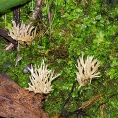 Unverified Coralloid fungus, markedly branched at Neika, TAS - 2 May 2025 by VanessaC