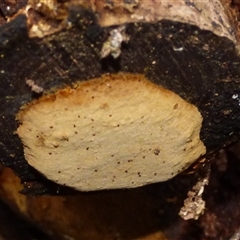 Unverified Fungus at Neika, TAS - 2 May 2025 by VanessaC