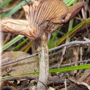 Unverified Cap on a stem; gills below cap [mushrooms or mushroom-like] at Neika, TAS - Today by VanessaC