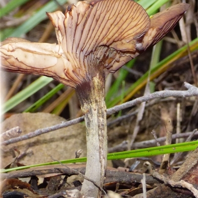 Unverified Cap on a stem; gills below cap [mushrooms or mushroom-like] at Neika, TAS - 2 May 2025 by VanessaC
