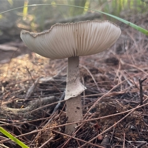 zz agaric (stem; gills white/cream) at Bournda, NSW - 25 Apr 2025 by Clarel