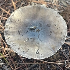 zz agaric (stem; gills white/cream) at Bournda, NSW - 25 Apr 2025 08:05 AM
