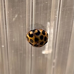 Harmonia conformis at Braidwood, NSW - Today by stellabellaxx
