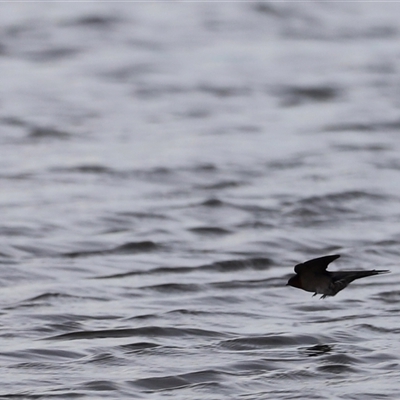Hirundo neoxena at Belconnen, ACT - 28 Mar 2021 by JimL
