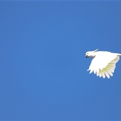 Cacatua galerita (Sulphur-crested Cockatoo) at Holt, ACT - 31 Mar 2021 by JimL