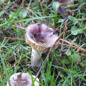 Russula 'purpureoflava group' at Emerald, VIC - Today by GlossyGal