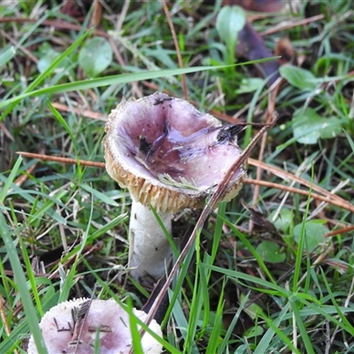 Russula 'purpureoflava group' at Emerald, VIC - 2 May 2025 by GlossyGal