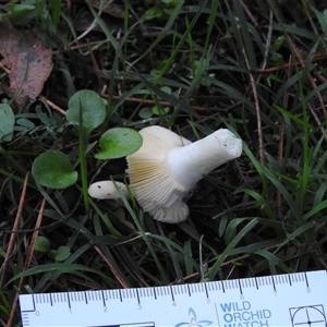 Russula 'purpureoflava group' at Emerald, VIC - 2 May 2025 04:31 PM