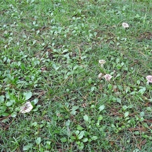 Russula 'purpureoflava group' at Emerald, VIC - 2 May 2025 04:31 PM