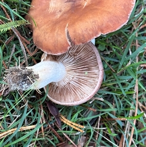 Hypholoma sp. at Emerald, VIC - Today by GlossyGal