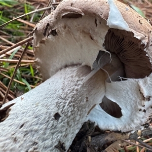 Agarics gilled fungi at Emerald, VIC - Today by GlossyGal