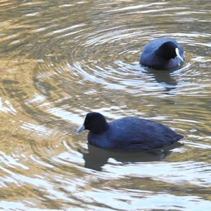 Fulica atra at Emerald, VIC - Today by GlossyGal