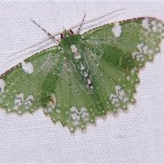 Unverified Geometer moth (Geometridae) at Wooroonooran, QLD - 22 Oct 2008 by PJH123