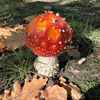 Amanita muscaria at Reid, ACT - Yesterday by Pirom