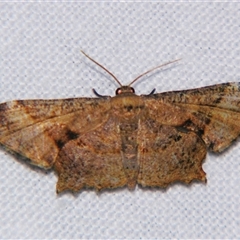 Unverified Other moth at Wooroonooran, QLD - 22 Oct 2008 by PJH123