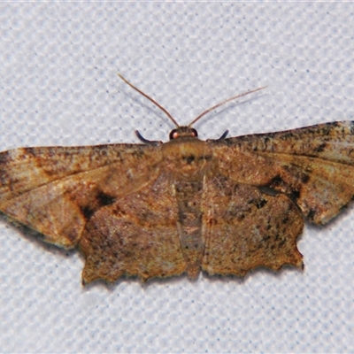 Unverified Other moth at Wooroonooran, QLD - 22 Oct 2008 by PJH123