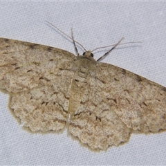 Unverified Geometer moth (Geometridae) at Wooroonooran, QLD - 22 Oct 2008 by PJH123