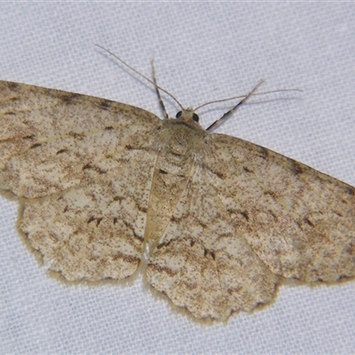 Unverified Geometer moth (Geometridae) at Wooroonooran, QLD - 22 Oct 2008 by PJH123