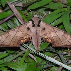 Unverified Hawk moth (Sphingidae) at Wooroonooran, QLD - 22 Oct 2008 by PJH123