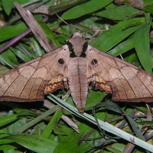 Unverified Hawk moth (Sphingidae) at Wooroonooran, QLD - 22 Oct 2008 by PJH123