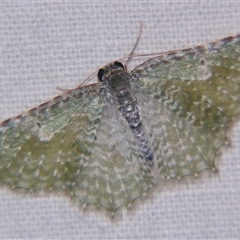 Unverified Geometer moth (Geometridae) at Wooroonooran, QLD - 22 Oct 2008 by PJH123