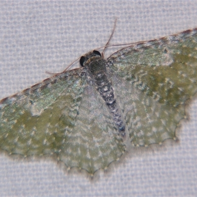 Unverified Geometer moth (Geometridae) at Wooroonooran, QLD - 22 Oct 2008 by PJH123