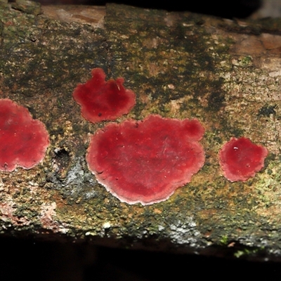 Unverified Uncategorised Fungi at Paddys River, ACT - 1 May 2025 by TimL