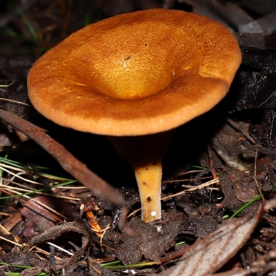 Austropaxillus sp. at Paddys River, ACT - 1 May 2025 by TimL