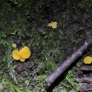 Bisporella citrina at Paddys River, ACT - 1 May 2025 by TimL